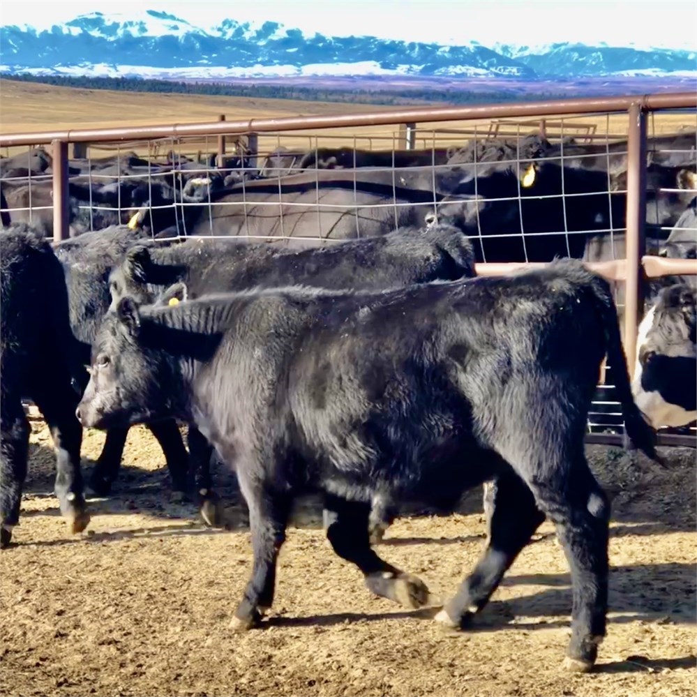 Columbus, MT - Heifer Calves