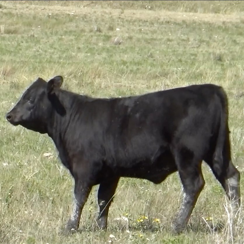 Galata, MT - Heifer Calves