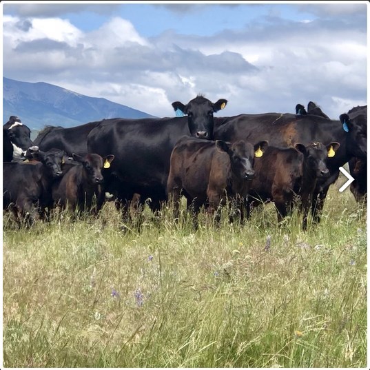Big Timber, MT - Heifer Calves