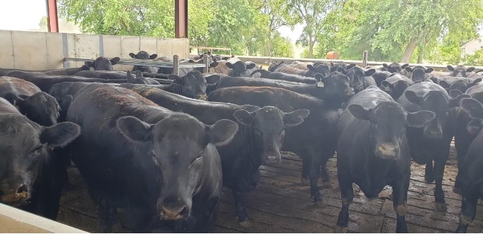 Big Sandy, MT - Heifer Calves