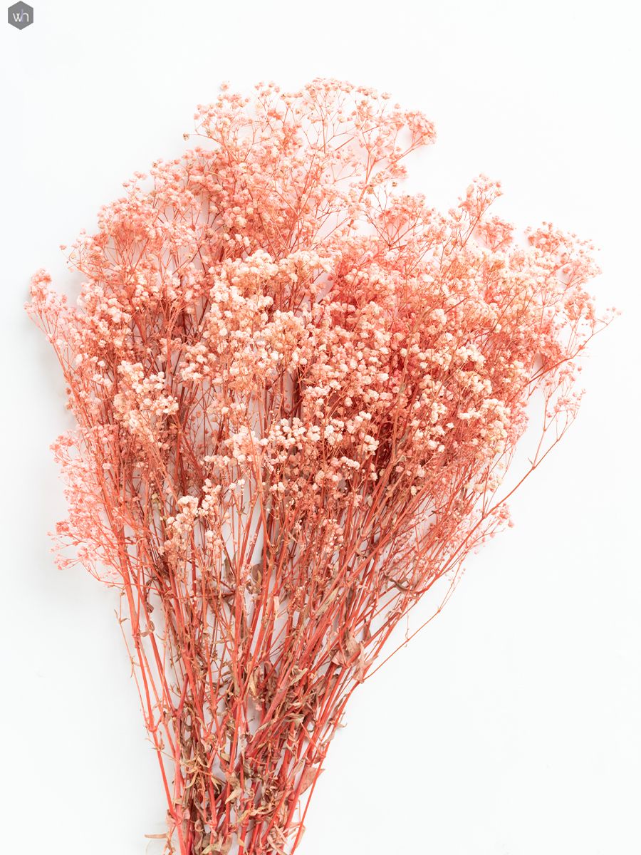 preserved_babysbreath-pink_1