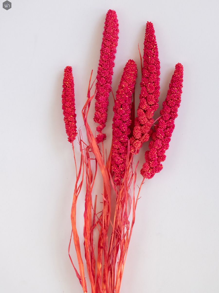millet-pink_main (1)