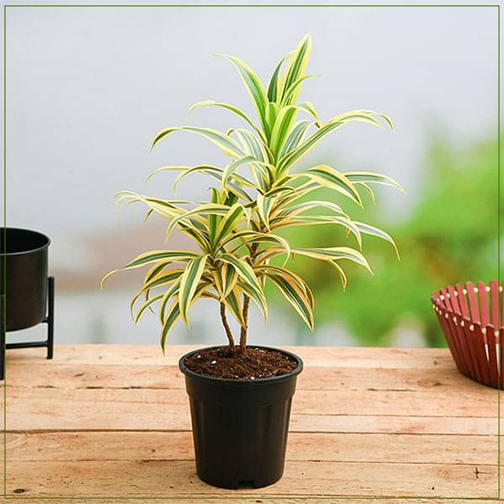 Pleomele Song Of India Golden SMALL