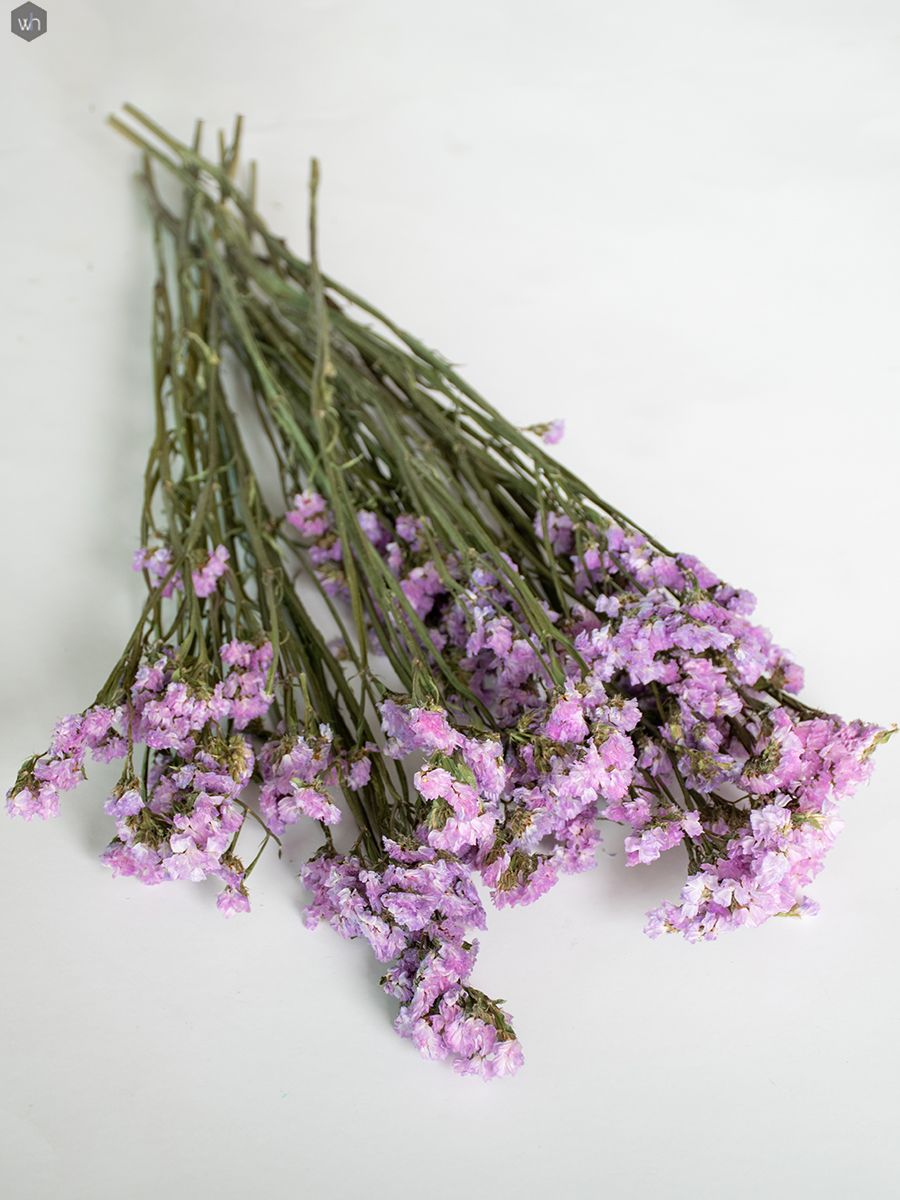 dont_forget-me_pink-1