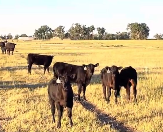 Big Sandy, MT - Heifer Calve